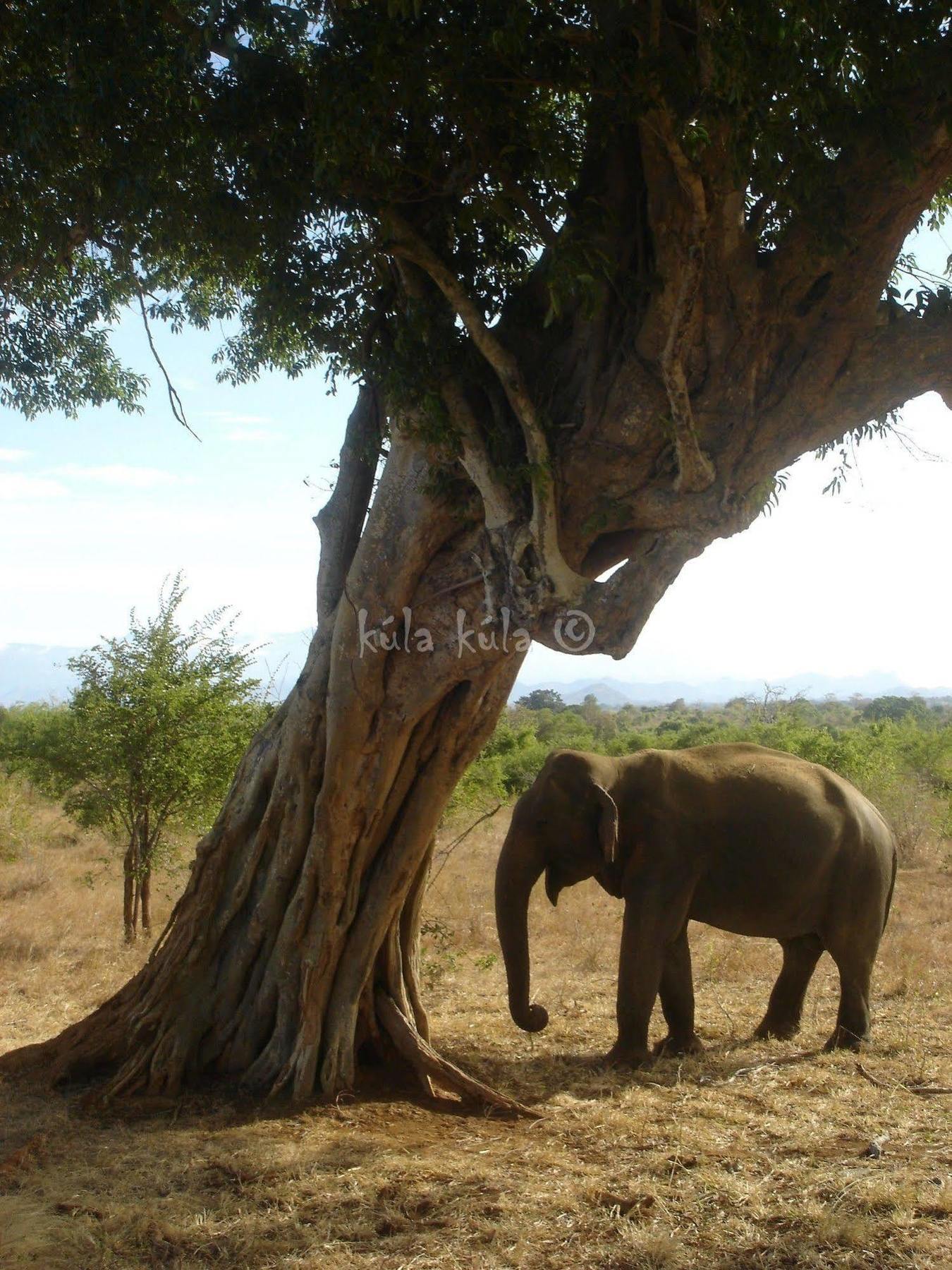 Kula Kula Luxury Camping Resort Удавалаве Екстер'єр фото